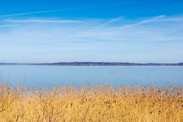 Golden Reed with Mountain View at Ammersee, Dießen, Germany, March 9, 2025