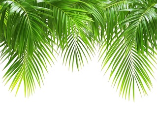 Fototapeta premium Palm leaves frame white space, green nature background