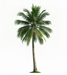 Fototapeta premium palm tree on white background