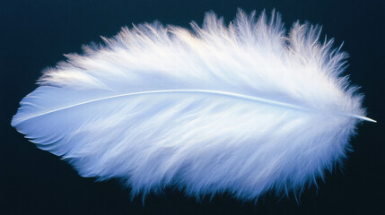 Fototapeta premium Close-up of soft down feathers with fine barbs in high detail for texture or design