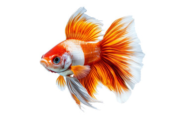 Vibrant goldfish with flowing fins swimming in clear water