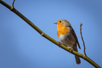 A male European robin sits on a thin branch toward the camera lens with blue sky background on a sunny spring day.	