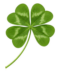 Closeup of beautiful green leaf isolated on white background