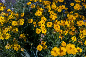 Obraz premium Top view of beautiful yellow daisies and green leaves. Flowers and leaves sway in the wind. The evening sun illuminates the flowers.