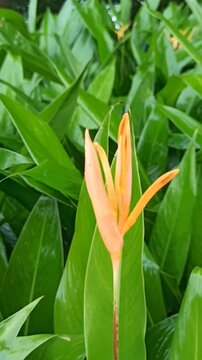 tropical flower in ailand