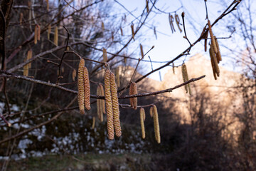 Spring Hazel Catkins and Blurry Background
