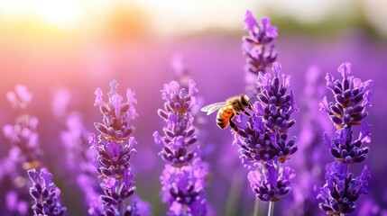 Obraz premium Bee pollinating lavender flowers in sunlight