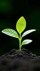 Naklejka premium Fresh sprout emerging from soil