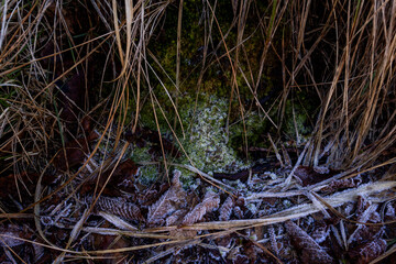 Frozen Ground: Icy Grass in Morning Light