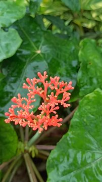 red flower in the garden