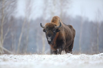 Żubr (Bos bonasus), wisent © Bartosz Rakoczy