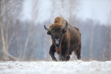Żubr (Bos bonasus), wisent © Bartosz Rakoczy