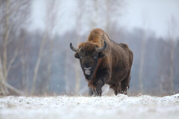 Żubr (Bos bonasus), wisent © Bartosz Rakoczy