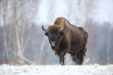 Żubr (Bos bonasus), wisent © Bartosz Rakoczy