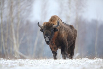 Żubr (Bos bonasus), wisent © Bartosz Rakoczy