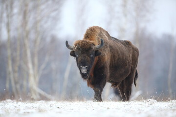 Żubr (Bos bonasus), wisent © Bartosz Rakoczy