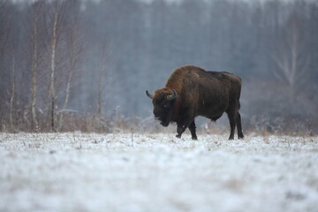 Żubr (Bos bonasus), wisent © Bartosz Rakoczy