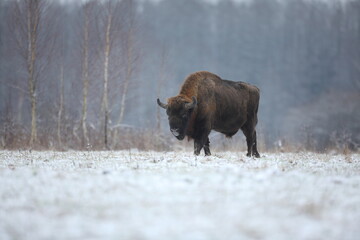 Żubr (Bos bonasus), wisent © Bartosz Rakoczy
