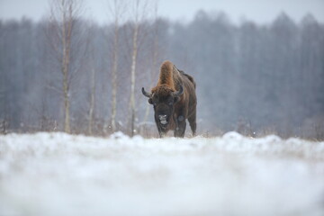 Żubr (Bos bonasus), wisent © Bartosz Rakoczy