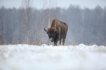 Żubr (Bos bonasus), wisent © Bartosz Rakoczy