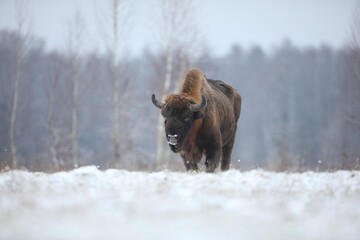 Żubr (Bos bonasus), wisent © Bartosz Rakoczy