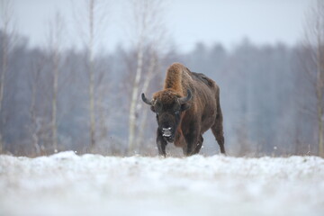 Żubr (Bos bonasus), wisent © Bartosz Rakoczy