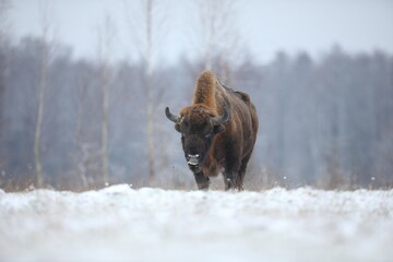 Żubr (Bos bonasus), wisent © Bartosz Rakoczy
