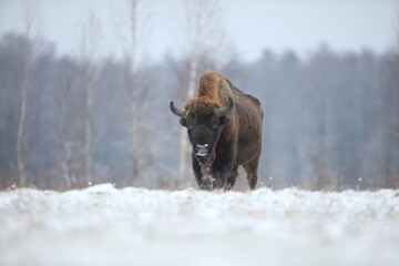 Żubr (Bos bonasus), wisent © Bartosz Rakoczy