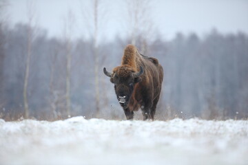 Żubr (Bos bonasus), wisent © Bartosz Rakoczy