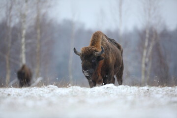 Żubr (Bos bonasus), wisent © Bartosz Rakoczy