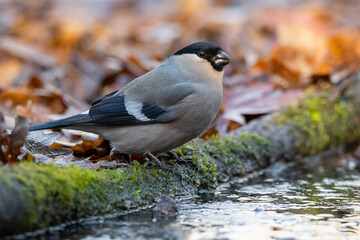 A female bullfinch at a watering hole in an oak forest in spring without snow.