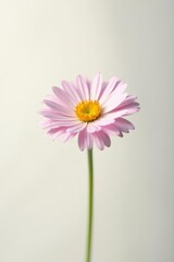 A Delicate Pink Daisy Flower on a Simple Background, a Symbol of Purity and Innocence, Gracefully Extending its Stem