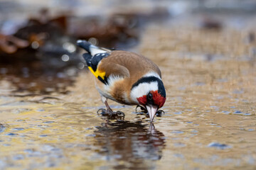 A goldfinch drinks meltwater from a spring stream in an oak forest.