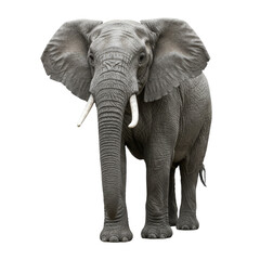 Fototapeta premium African Bush Elephant on high quality transparent background png