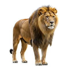 Obraz premium African Lion on high quality transparent background png