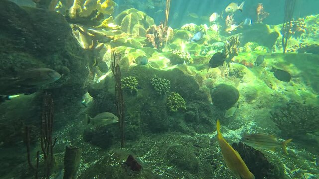 footage of beautiful Yellowtail Snapper, Surgeonfish, Grunts swimming in a tank at The Florida Aquarium in Tampa Florida USA