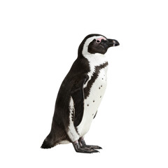 Obraz premium African Penguin on high quality transparent background png