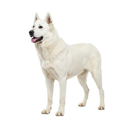 Obraz premium Akbash Dog on high quality transparent background png