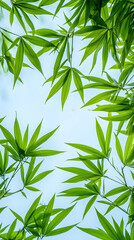 Naklejka premium Lush green bamboo leaves against a soft blue sky