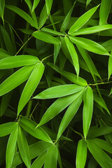 Obraz premium Lush green bamboo leaves