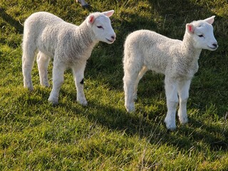 Zwei niedliche Lämmer auf Deichwiese