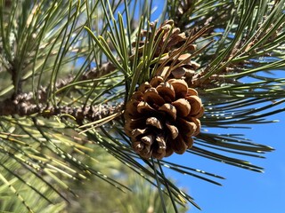 pine cones on the tree