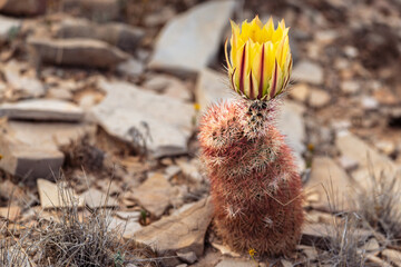 Texas Rainbow Cactus in Bloom