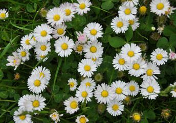 Marguerite (Bellis perennis) bloom in nature