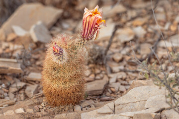 Texas Rainbow Cactus in Bloom