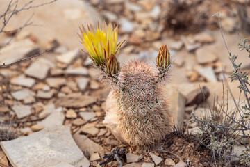Texas Rainbow Cactus in Bloom