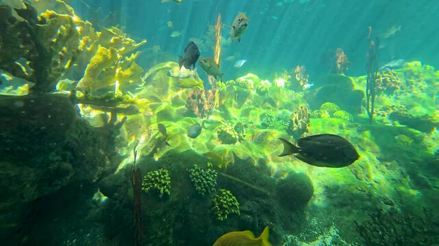 footage of beautiful Yellowtail Snapper, Surgeonfish, Grunts swimming in a tank at The Florida Aquarium in Tampa Florida USA