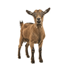Obraz premium American Pygmy Goat on high quality transparent background png