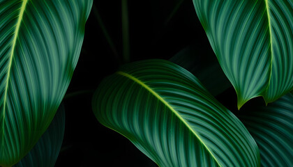 leaves of Spathiphyllum cannifolium, abstract dark green texture, nature background, tropical leaf, enhance. White tone