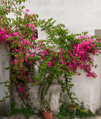 Purple bougainvillea bush climbing up a white wall.